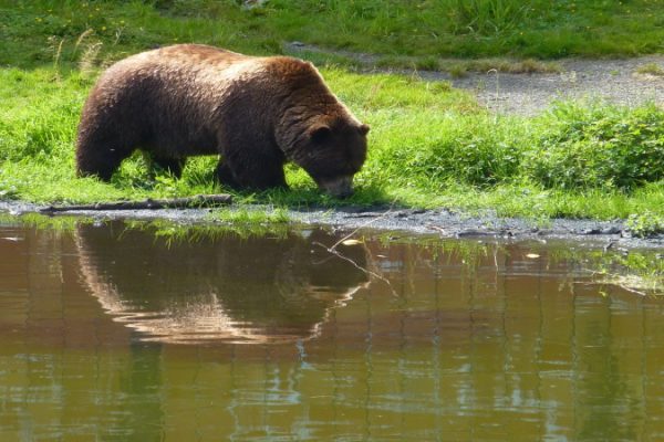 interiorFortressBear